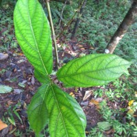 Ficus hispida L.f.